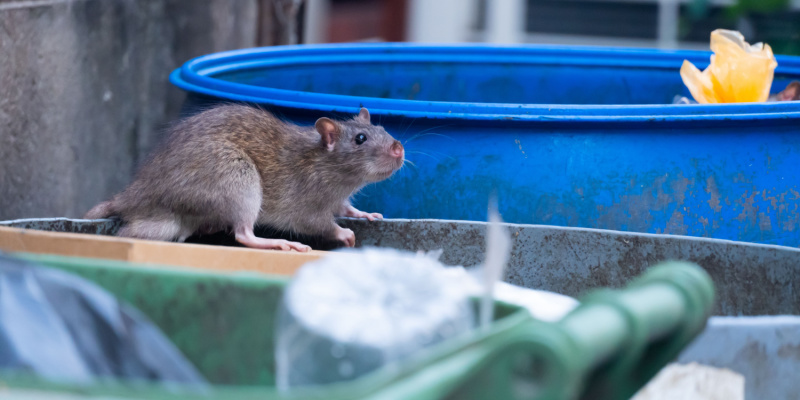 Rat Problems in NYC Apartment Buildings
