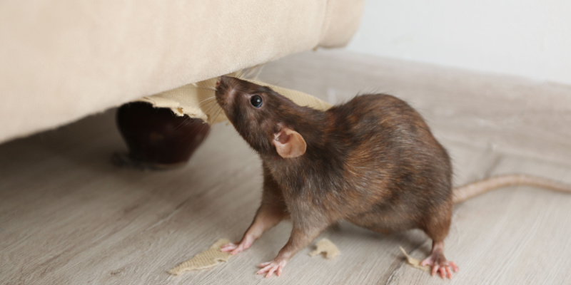 How to Eliminate Rodents From Your NYC Apartment Building