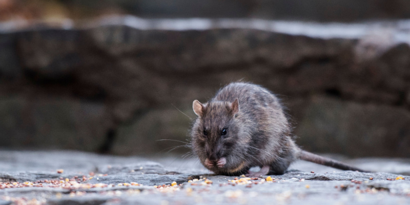 Rat Elimination Services for NYC Restaurants: The Last Word in Dining Defense