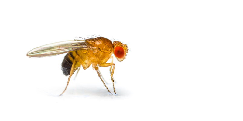 Eliminating Fruit Flies from Your Restaurant: The Art of Maintaining an Impeccable Dining Experience