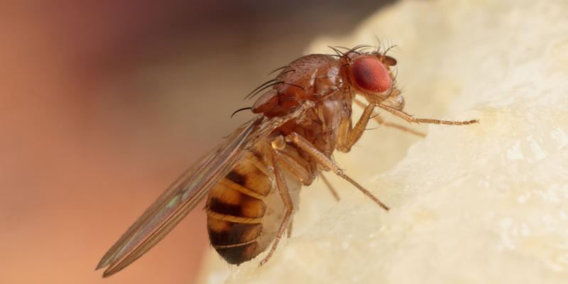 Eliminating Fruit Flies from Your Restaurant: A High-End Solution for a Pesky Problem
