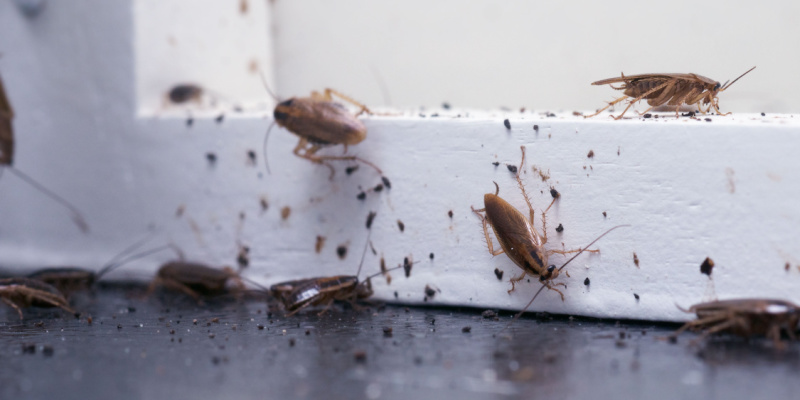 Protect Your NYC Apartment Building from Cockroaches