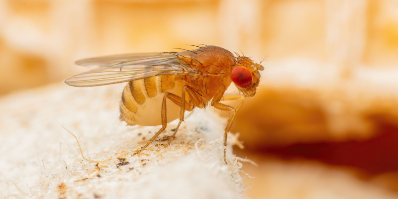 Don't Let Fruit Flies Invade Your NYC Restaurant