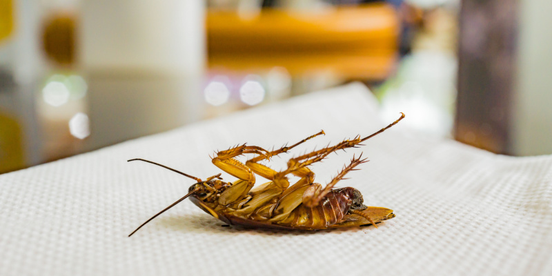 Top 5 Signs You Have a Serious Cockroach Problem in Your Restaurant