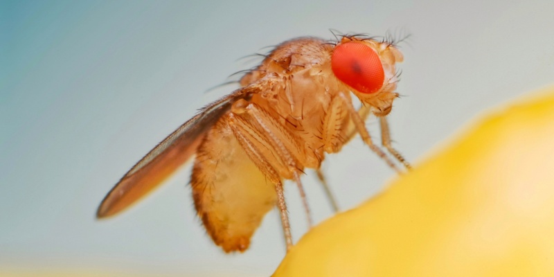 Can I Get Rid of a Fruit Fly Problem in My Restaurant on My Own?