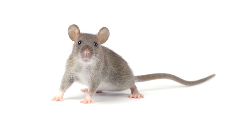 Manhattan Rodent Control Experts