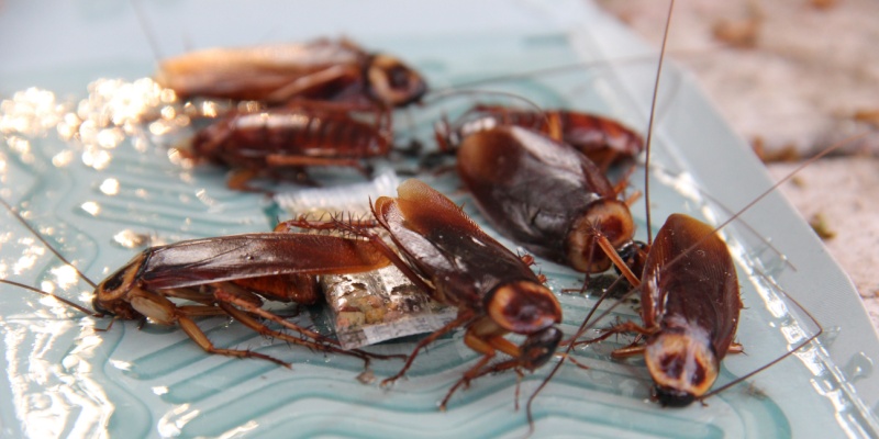Why Do I Have a Cockroach Infestation in My Restaurant?