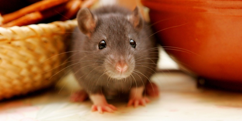 A NYC Business Owner’s Worst Nightmare: RATS