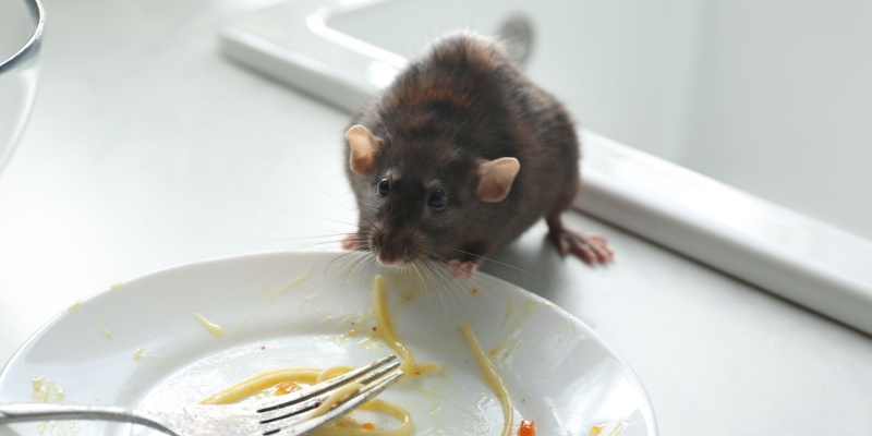 How Rats Can Ruin Your Business Reputation