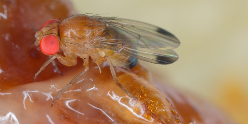 Why Do I Have a Fruit Fly Problem in My Manhattan Restaurant?