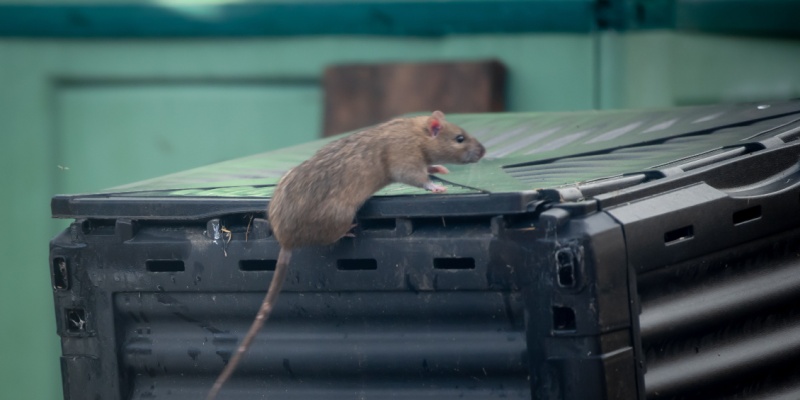 How Do I Know If I Have a Rat Problem on My Commercial Property?