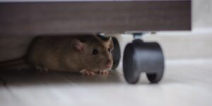 How to Prevent Rat Infestations in NYC Apartments