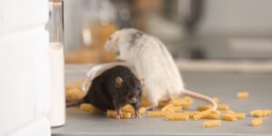 The Legal Consequences of Rat Infestations in NYC Restaurants