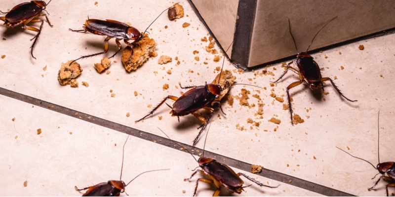 Health Risks of a Cockroach Infestation in Your NYC Commercial Property