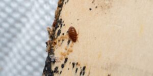What Should I Do If My Commercial Property Has Bed Bugs?