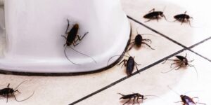 Common Cockroach Hiding Spots in NYC’s Commercial Buildings