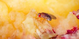 How to Get Rid of Fruit Flies from Your Restaurant