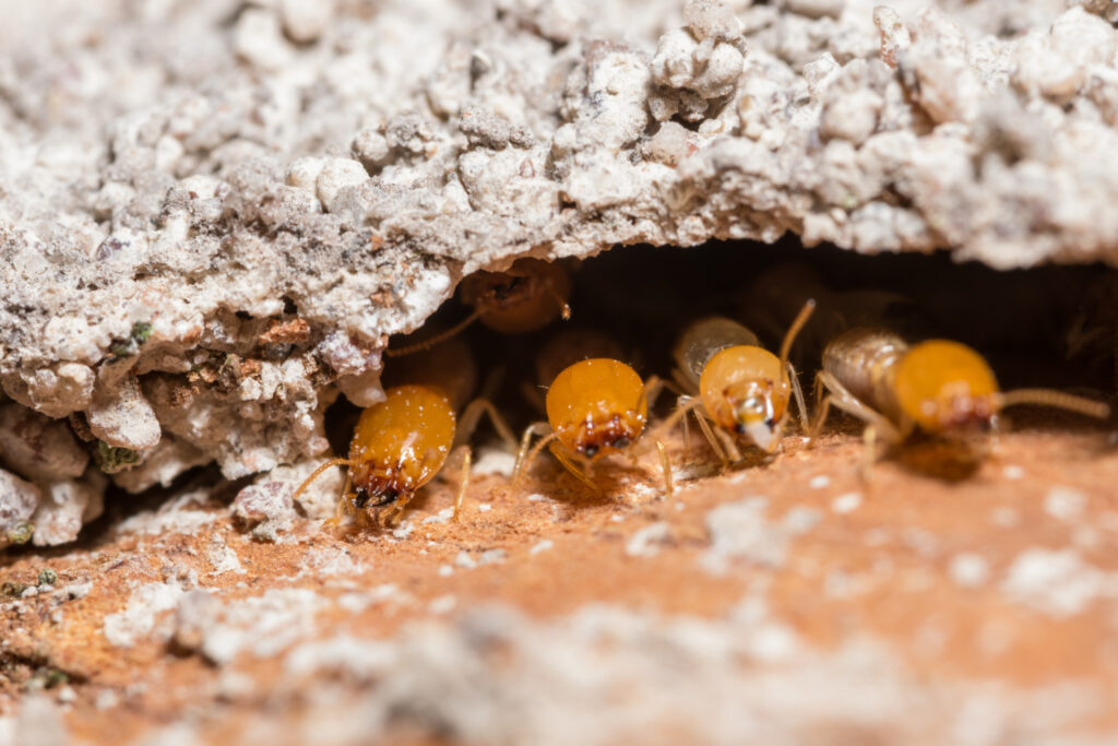 termites eating a foundation in a home in Suffolk county pest control