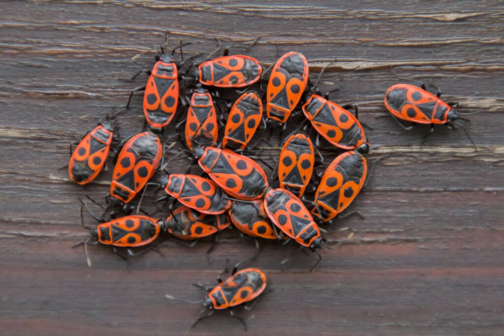 Lanternfly Pest Control New York City and the Burroughs. Servicing restaurants, hospitality, apartments, businesses, and residential homes