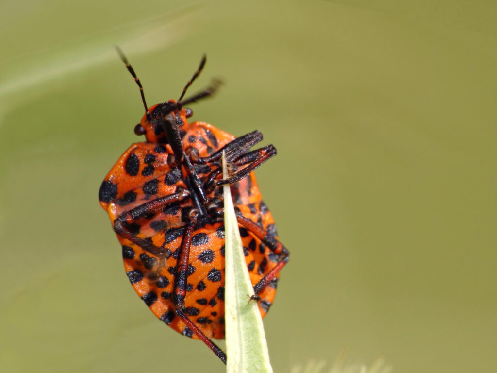 Lanternfly elimination Systematic Pest Control Manhattan two