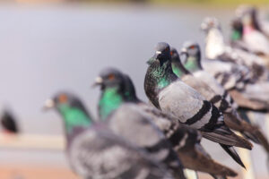 Pigeon Bird Control in New York