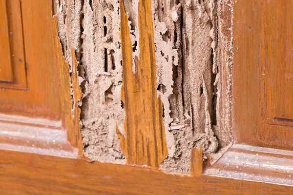 24 hour termite pest control, termite pest elimination