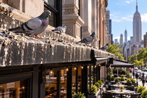 A pigeon perched on a building ledge with the New York City skyline in the background, highlighting the need for commercial NYC pigeon control.
